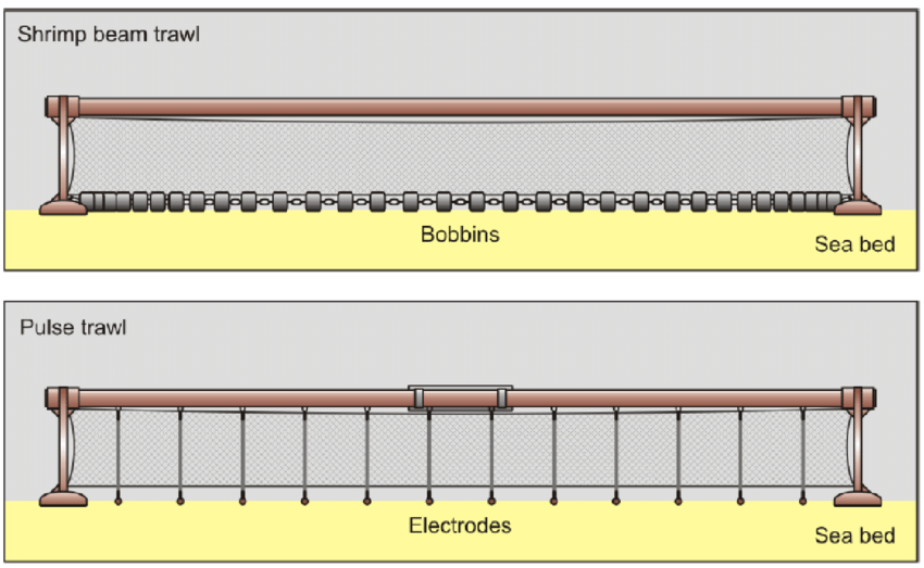7: Schematic front view illustrating the traditional beam trawl