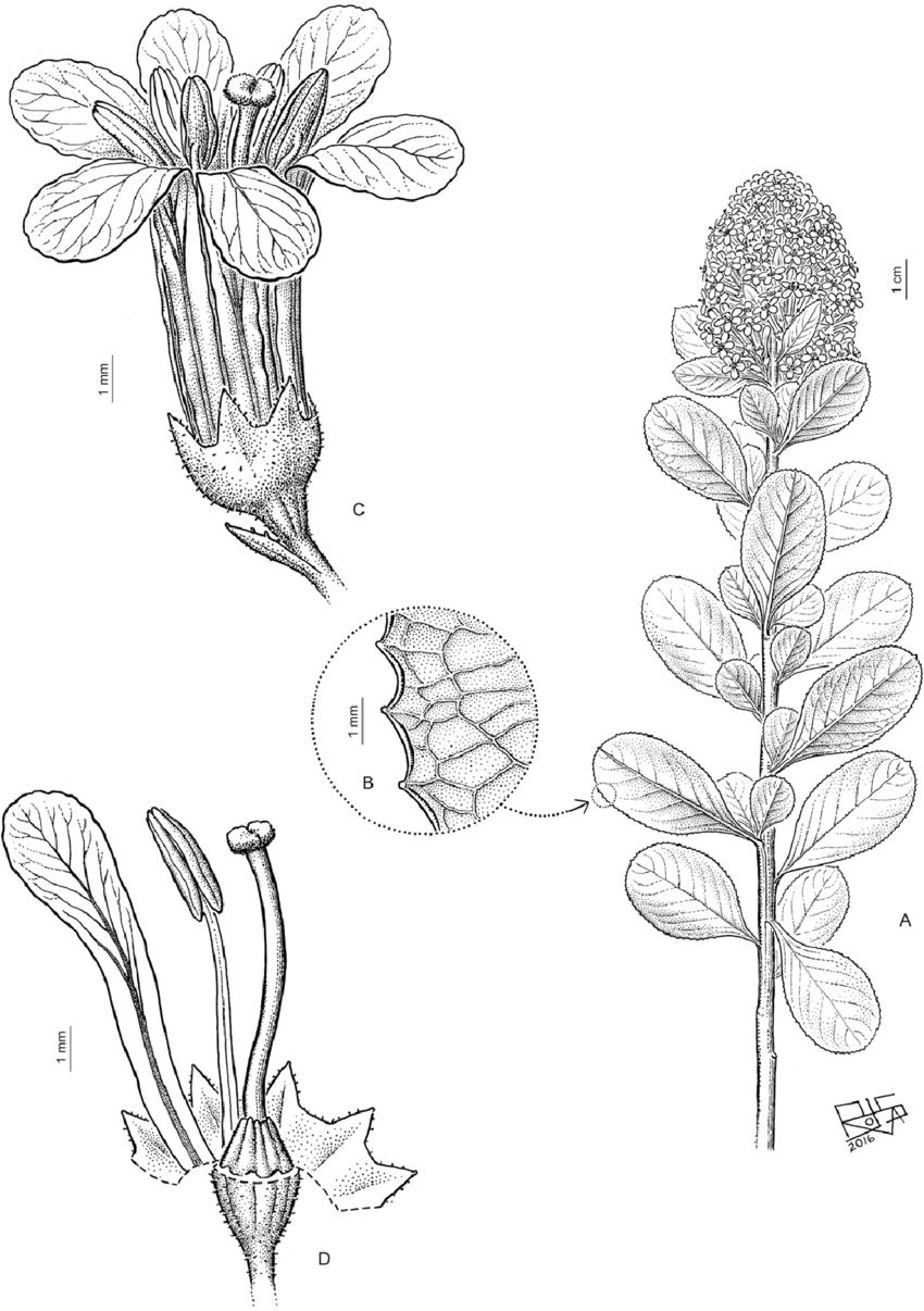 Escallonia myrtoidea. A. Flowering branch; flowers in dense terminal ...