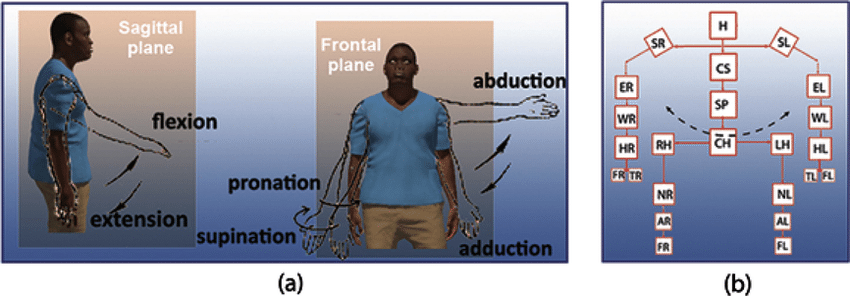 a) The abduction, adduction, flexion, extension, pronation and