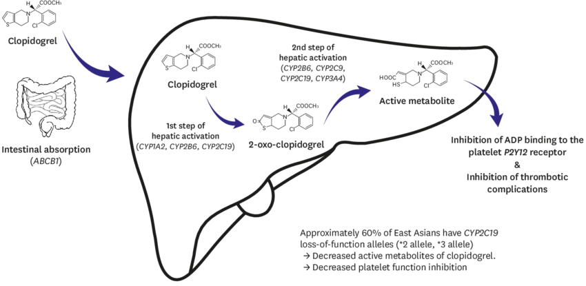 clopidogrel mechanism of action