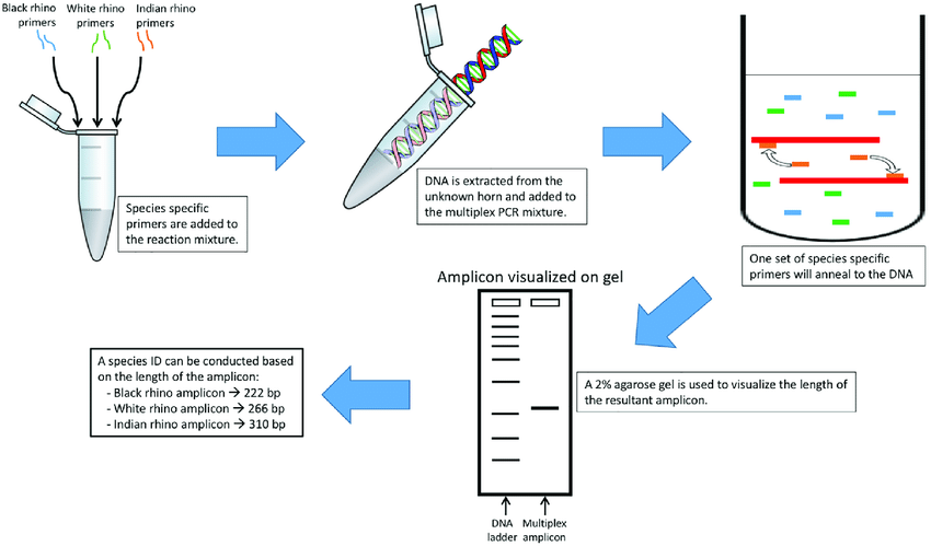 Multiplex PCR assay protocol: Identifying an unknown rhino specimen. 