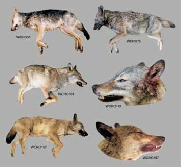 what does coyotes will hybridize dogs