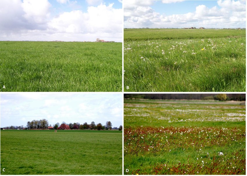 Differences between extensive and monoculture grassland on clay and... |  Download Scientific Diagram