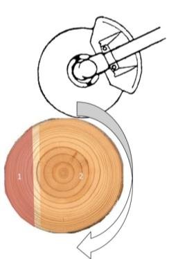 Tree felling techniques: (A) tree with a diameter < 10 cm, (B