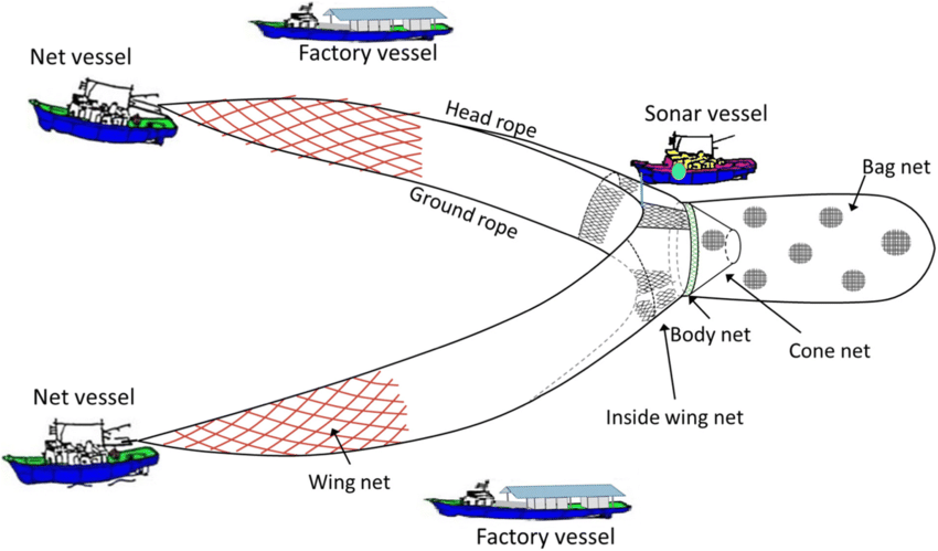 The diagram of one fleet of anchovy boat seine fishery. The anchovy