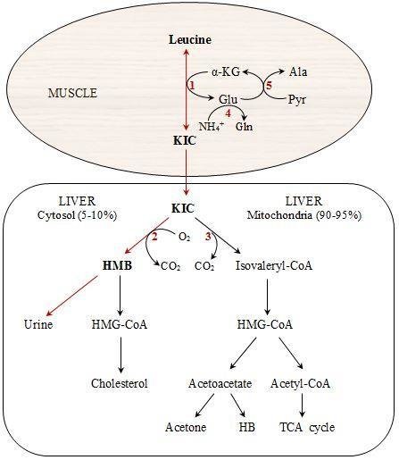 Pathways of HMB metabolism from amino acid leucine. Modified from... |  Download Scientific Diagram