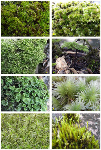 Some Bryophytes which potentially used as decorative plants: (a ...