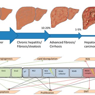 (PDF) Molecular Mechanisms of Hepatocarcinogenesis Following Sustained ...