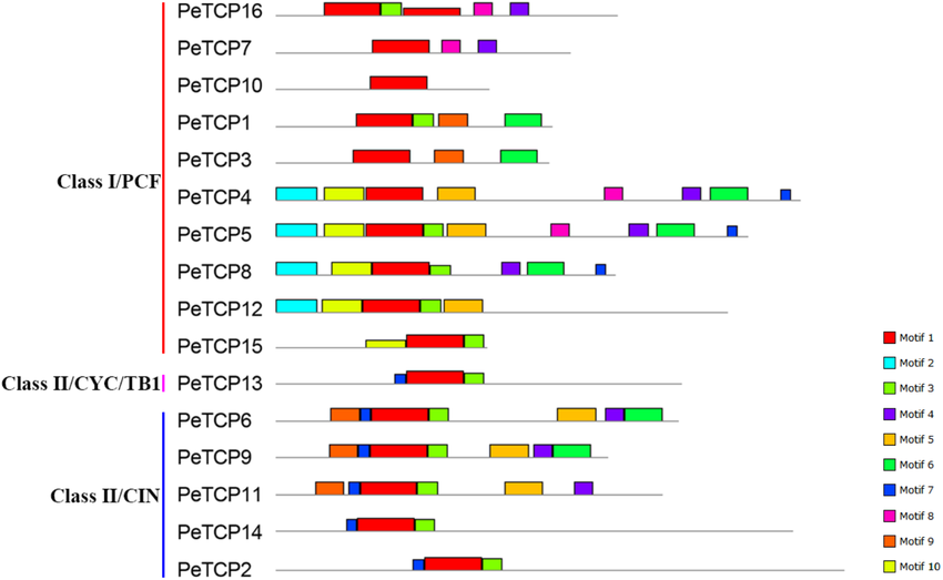 | Schematic representation of the 10 conserved motifs in PeTCPs ...