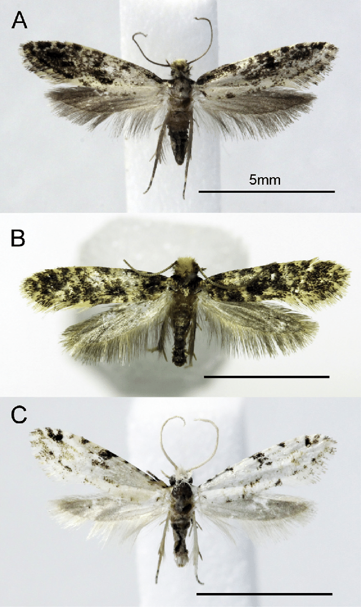 Adults of Nemapogon spp.: A, N. granella (Linnaeus); B, N. gerasimovi ...