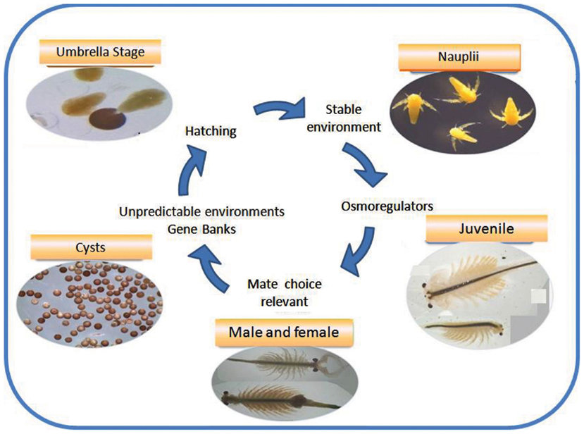Artemia life cycle. The life cycle of the common brine ...