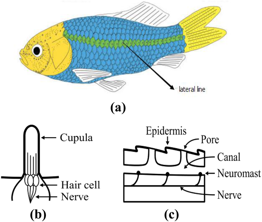 fish lateral line