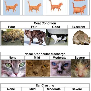Featured image of post Cat Ear Reference Uncover the meaning behind your cat s ears