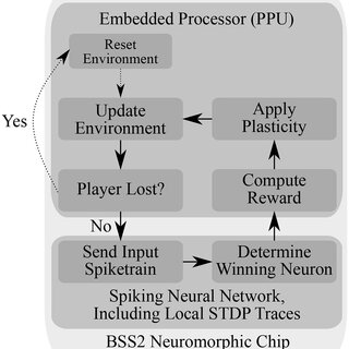 Flowchart of the experiment loop running autonomously on BSS2, using both the analogue Spiking Neural Network (SNN) and the embedded processor. The environment is reset by positioning the ball in the middle of the playing field with a random direction of movement at the start of the experiment or upon the agent's failure to reflect the ball. In the main loop, the (virtual) state unit corresponding to the current ball position transmits a spike train to all neurons in the action layer (see Figure 3). Afterwards, the winning action neuron, i.e., the action neuron that had the highest output spike count, is determined. Then, the reward is determined based on the difference between the ball position and the target paddle position as dictated by the winning neuron (Equation 5). Using the reward, a stored running average of the reward and the STDP correlation traces computed locally at each synapse during SNN emulation, the weight updates of all synapses are computed (Equation 7) and applied. The environment, i.e., the position of ball and paddle, are then updated, and the loop starts over.