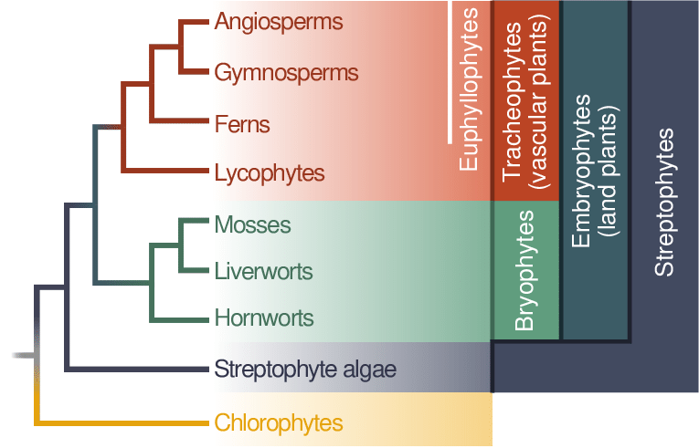 vascular plant cladogram
