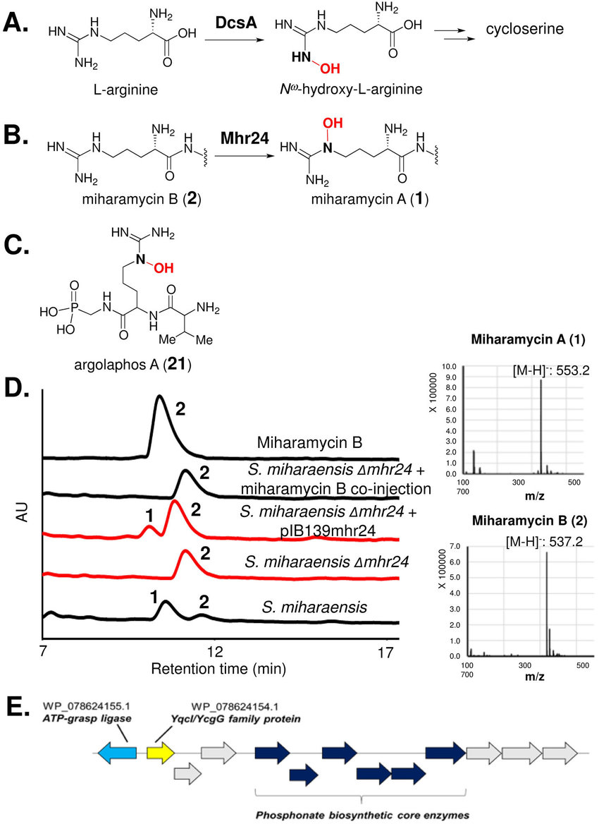 Biosynthesis of Argolaphos Illuminates the Unusual Biochemical