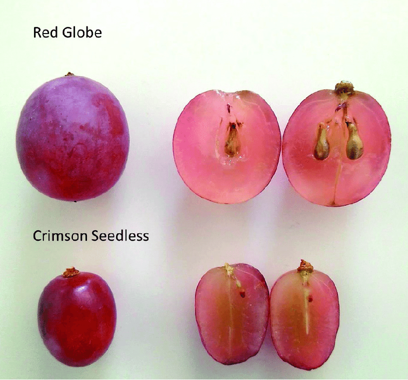 https://www.researchgate.net/publication/333747195/figure/fig3/AS:769232224669697@1560410662453/Red-globe-and-crimson-seedless-fruits.png