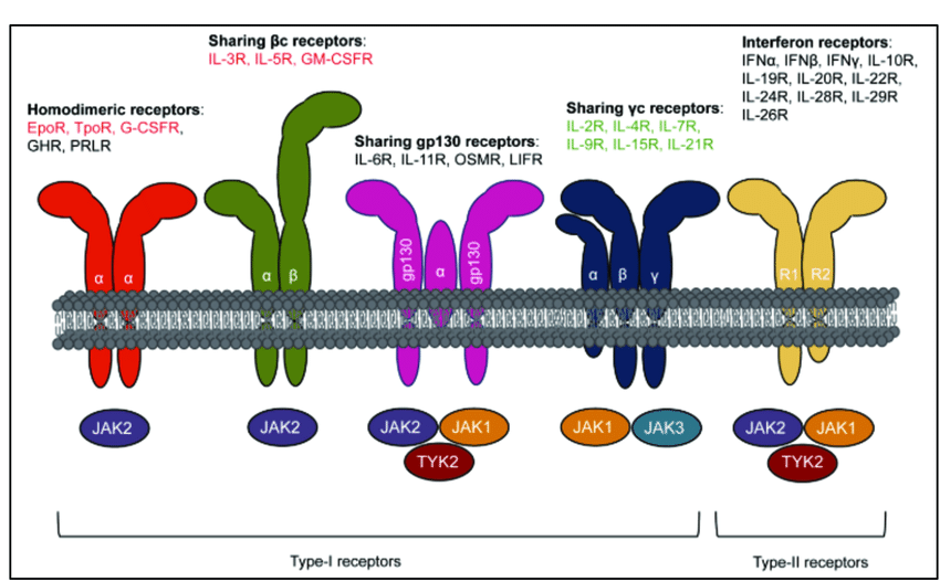 Les différents types de récepteurs cytokiniques. La superfamille des