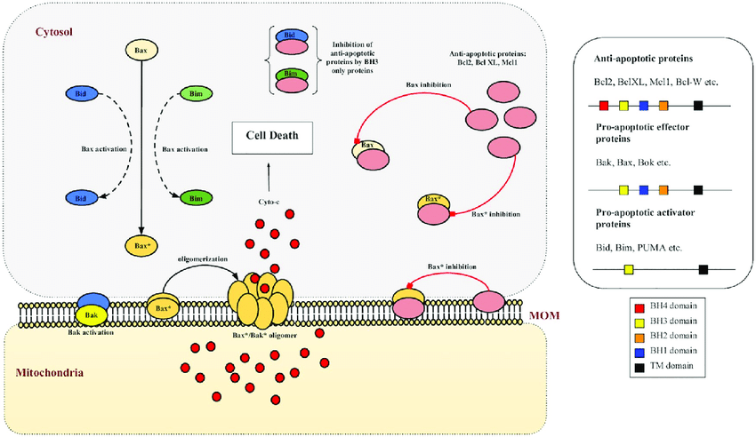 Mitochondrial type 2 pathway and MOMP. Bax/Bak proteins are activated by the action of BH3 only proteins Bid/Bim. Activated Bax/Bak oligomerize to form pores on mitochondrial outer membrane (MOM) as a result of which apoptotic factors such as cyto-c are released, a process known as mitochondrial outer membrane permeabilization (MOMP), and lead the cell towards death. Anti-apoptotic proteins such as Bcl2, BclXL and Mcl1 bind with both BH3 only proteins as well as pro-apoptotic Bax/Bak to inhibit their function.