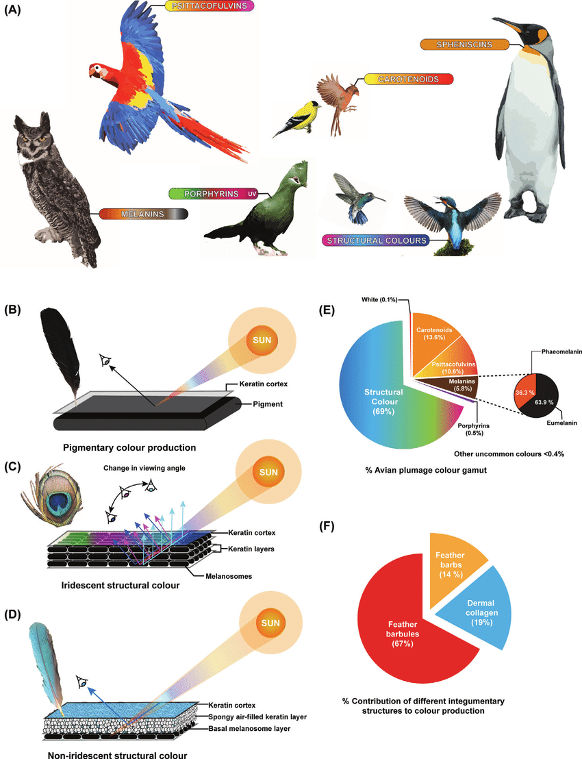 A) Different colour-production mechanisms in birds and the ranges ...