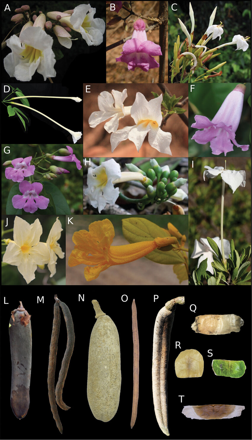 Morphological Diversity Of Tanaecium A K Flowers A T Bilabiatum B T Download Scientific Diagram