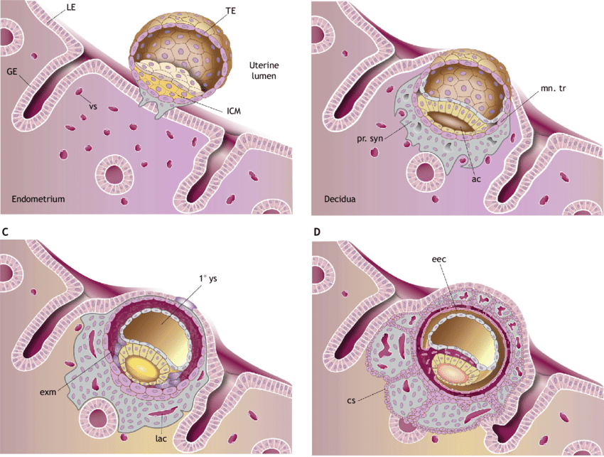 Diagram Of Placenta
