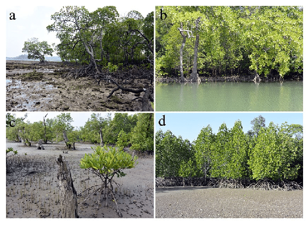 Notable mangrove features of the study area -(a) a mixed patch of coral ...