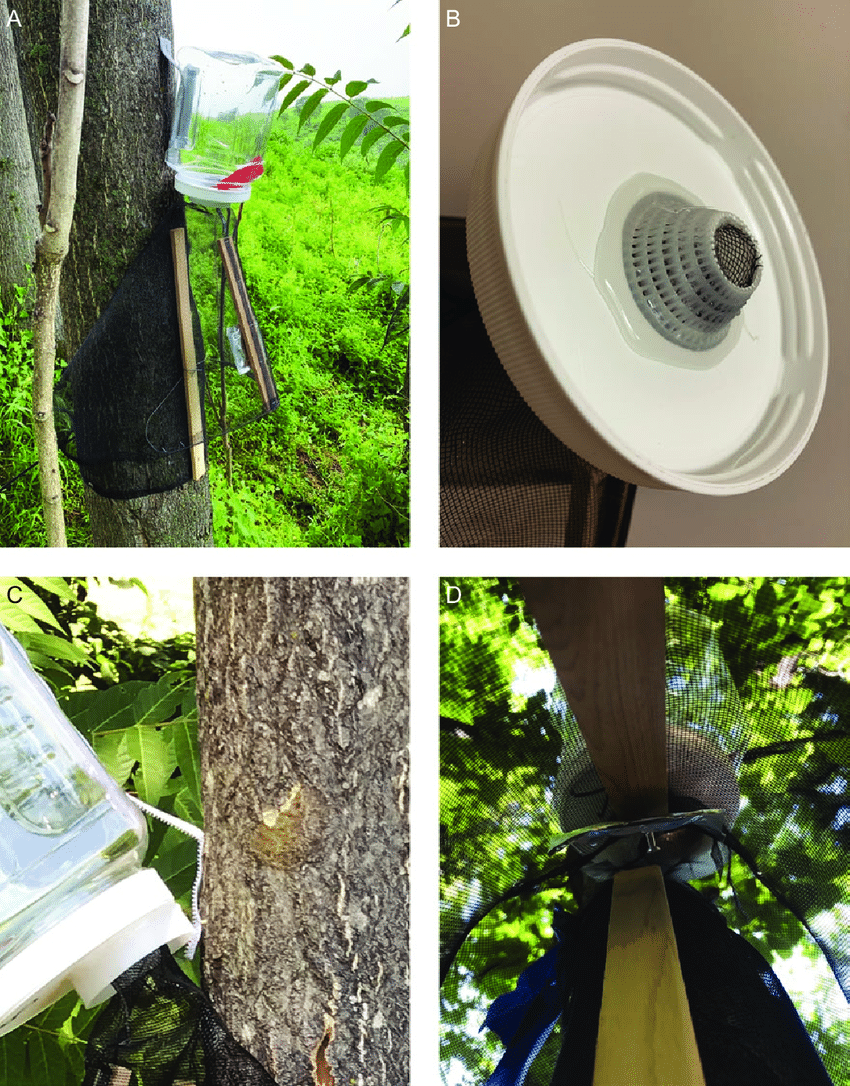 a) A circle trunk trap (modified pecan weevil trap) used in field