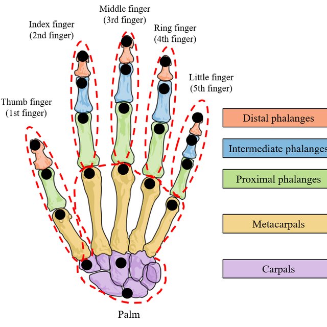 (PDF) Skeleton-based Dynamic Hand Gesture Recognition Using a Part ...