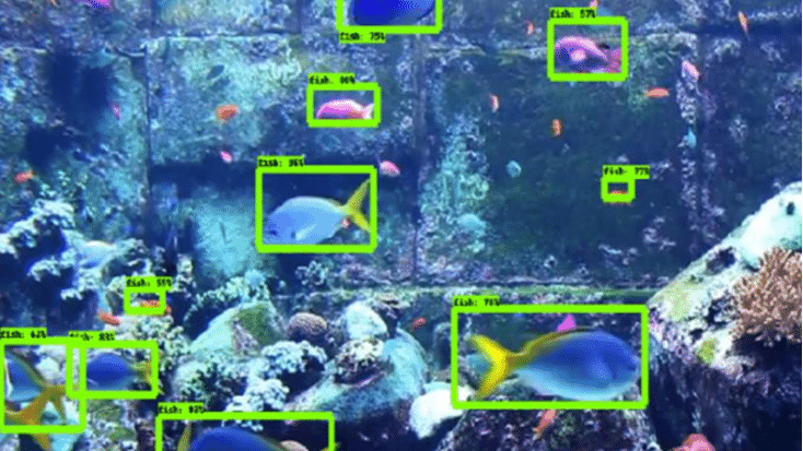 https://www.researchgate.net/publication/339914332/figure/fig5/AS:868675481526273@1584119782172/Underwater-Drone-to-classify-Fish-14.png