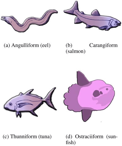 Fish with different types of tail locomotion.