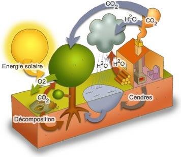 Energie: la combustion du bois pollue plus que celle du charbon