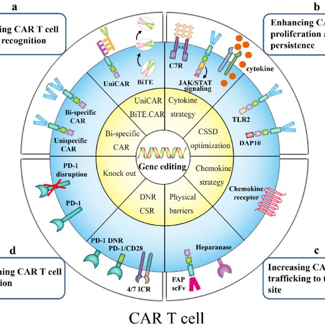 Gene Modification Strategies For Next Generation Car T Cells A
