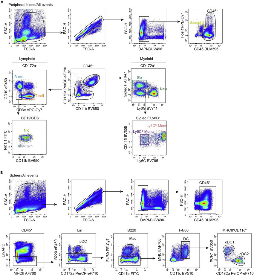 Flow Cytometry Gating Strategy Of B Cell Monocyte Mye - vrogue.co