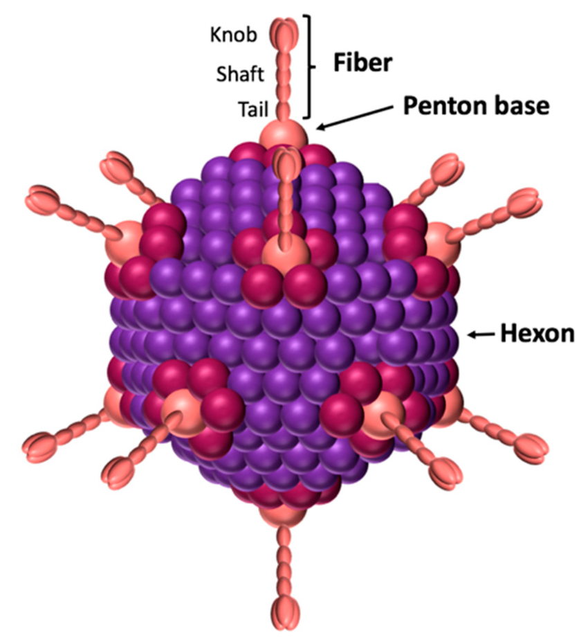 Schematic View Of Adenovirus The Icosahedral Capsid Is Formed By The