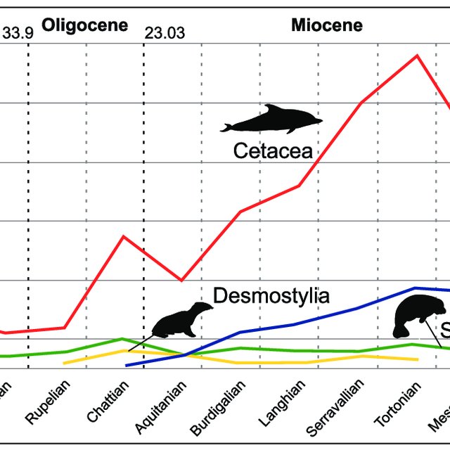 (PDF) Feeding in marine mammals: An integration of evolution and ...