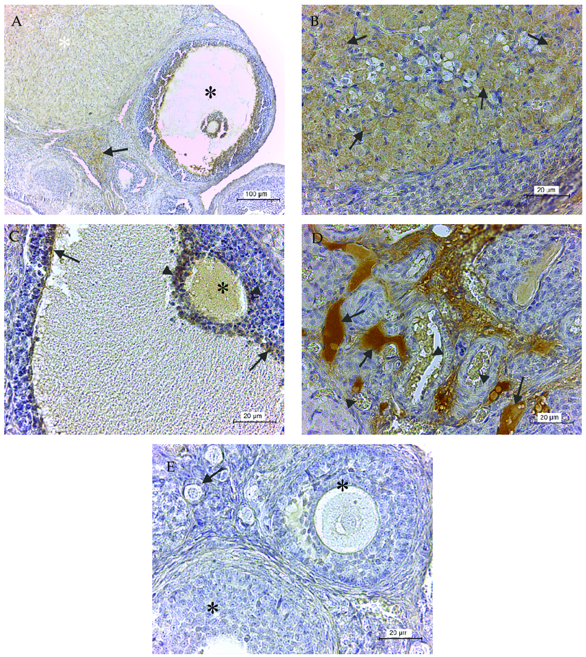 GPx8 presence in rat ovary. (A) shows an overall view of protein ...