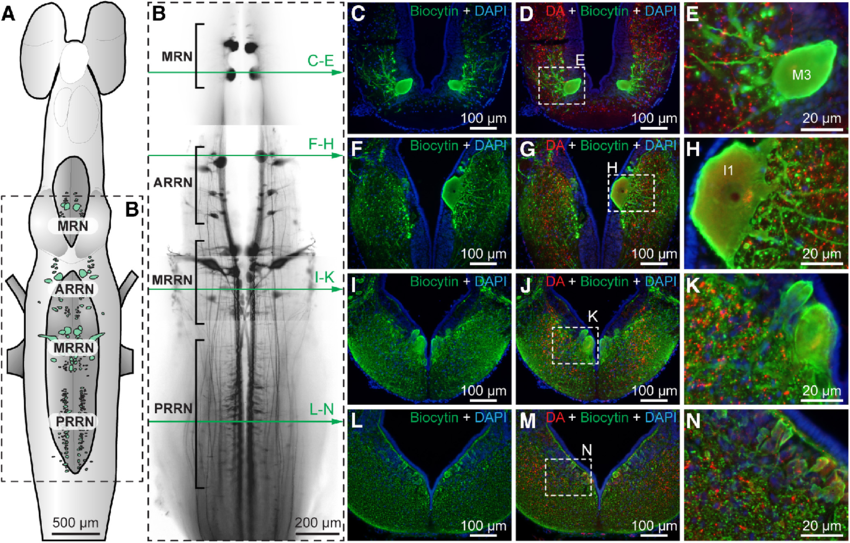DA-positive innervation of the four reticular nuclei in lampreys. A ...