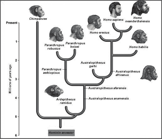 Human-Primate Evolution tree (Reardon, 2012)