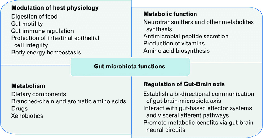 Gut Microbiota Function