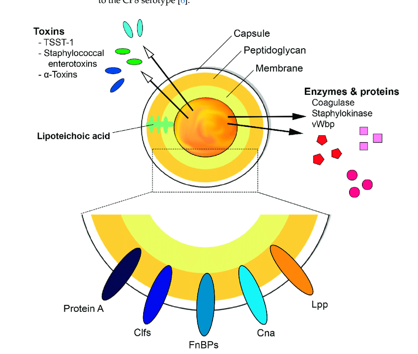Schematic diagram illustrating the basic structure of Staphylococcus