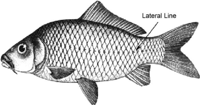 Lateral line of fish Figure 2: Schematic representation of the