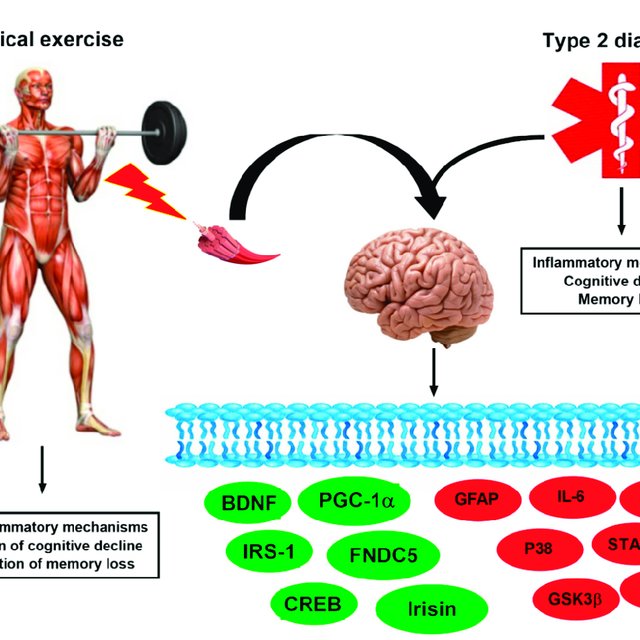 Exercise-linked irisin: potential molecular mechanisms on cognitive ...