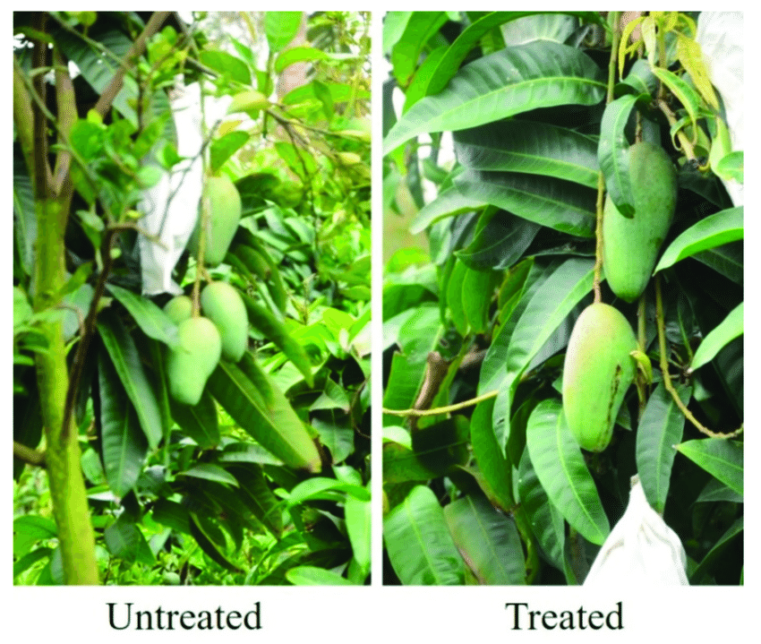 Effect of spraying bloom thinning formulation (BTF) on mango trees. BTF