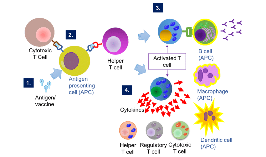 Humoral vs Cell-mediated Immunity