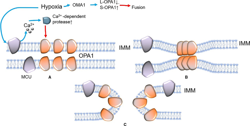 The mechanism of IMM fusion (after OMM fusion, OPA1 forms a polymer ...