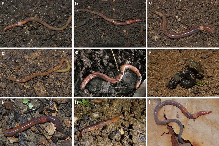 Some common invasive pheretimoid (a–f) and lumbricid (g–i) earthworms