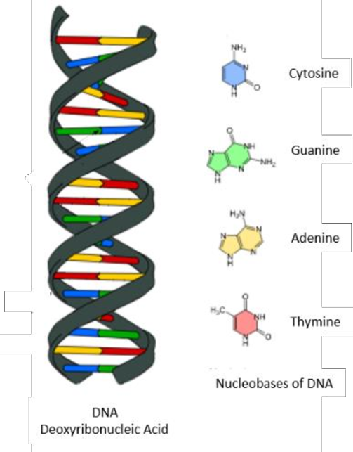 9: DNA double helix showing colour coded bases of cytosine, guanine ...