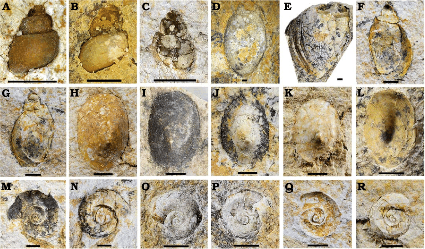 Molluscs from the lower Miocene Foieta la Sarra-A locality