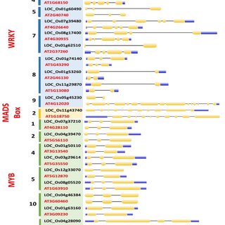 Gene co-expression network of Arabidopsis and rice WRKY, MADS-box and ...